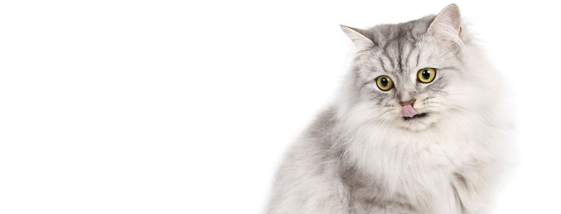 Your Perfect Pet Awaits Here